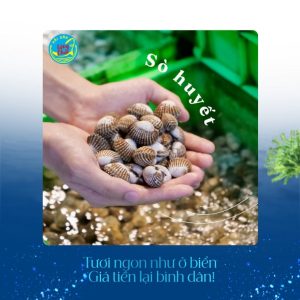 Sò huyết tại Hải sản Làng Chài