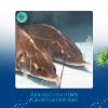 Cá tầm hải sản làng chài