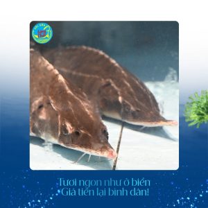 Cá tầm hải sản làng chài