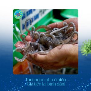 Ruốc (bạch tuộc nhỏ) tại Hải sản Làng Chài