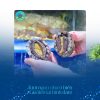 Bào ngư Hàn Quốc tại Hải sản Làng Chài