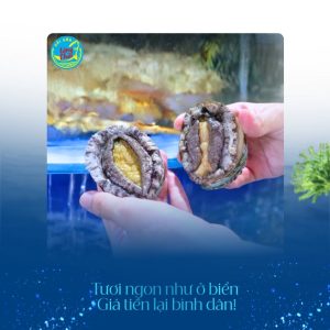 Bào ngư Hàn Quốc tại Hải sản Làng Chài