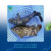 Cá song các loại tại Hải sản làng chài