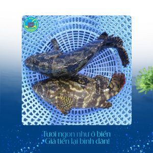 Cá song các loại tại Hải sản làng chài