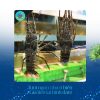 Tôm hùm xanh tại Hải sản Làng Chài