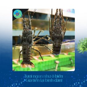 Tôm hùm xanh tại Hải sản Làng Chài